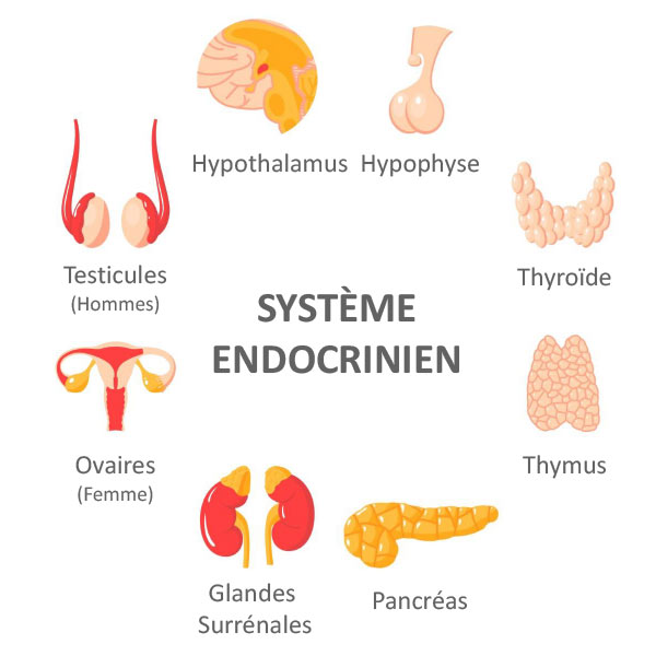 Infographie système endocrinien